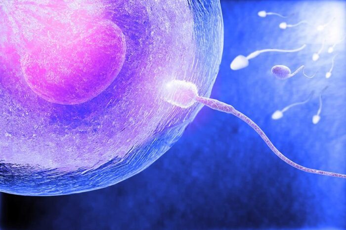 Creating a healthy embryo from a healthy egg and sperm