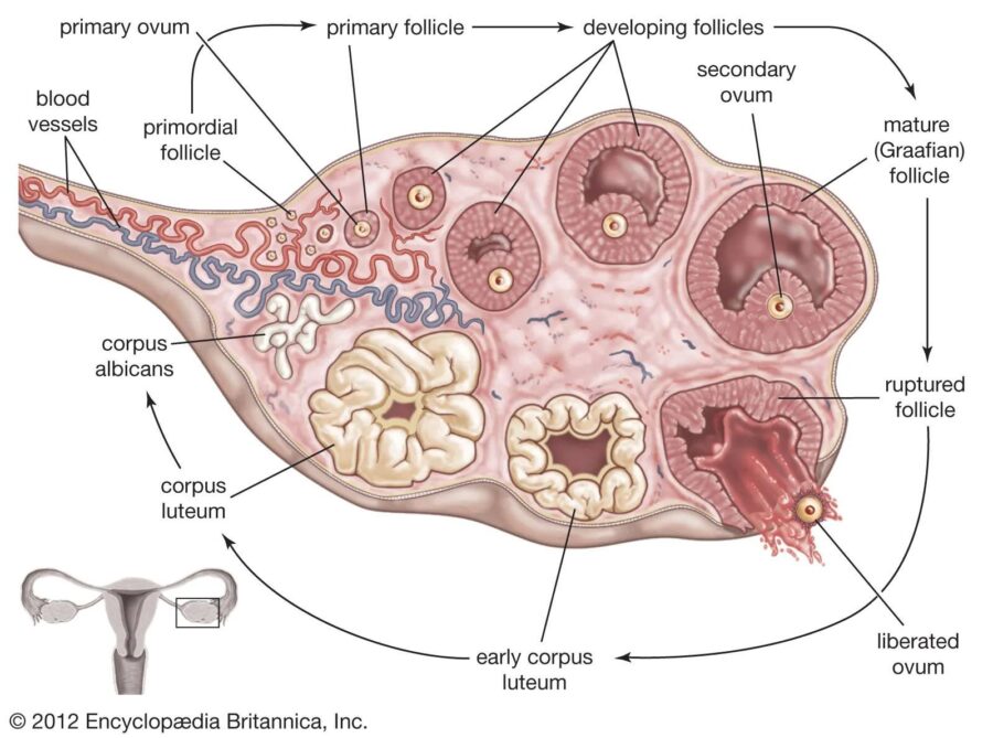 Cycle of maturing egg within the ovary from recruited follicles to ovulation