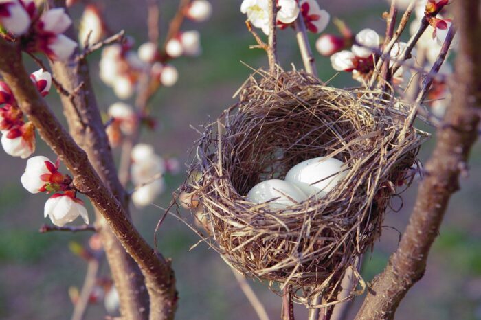 Bird's nest with eggs