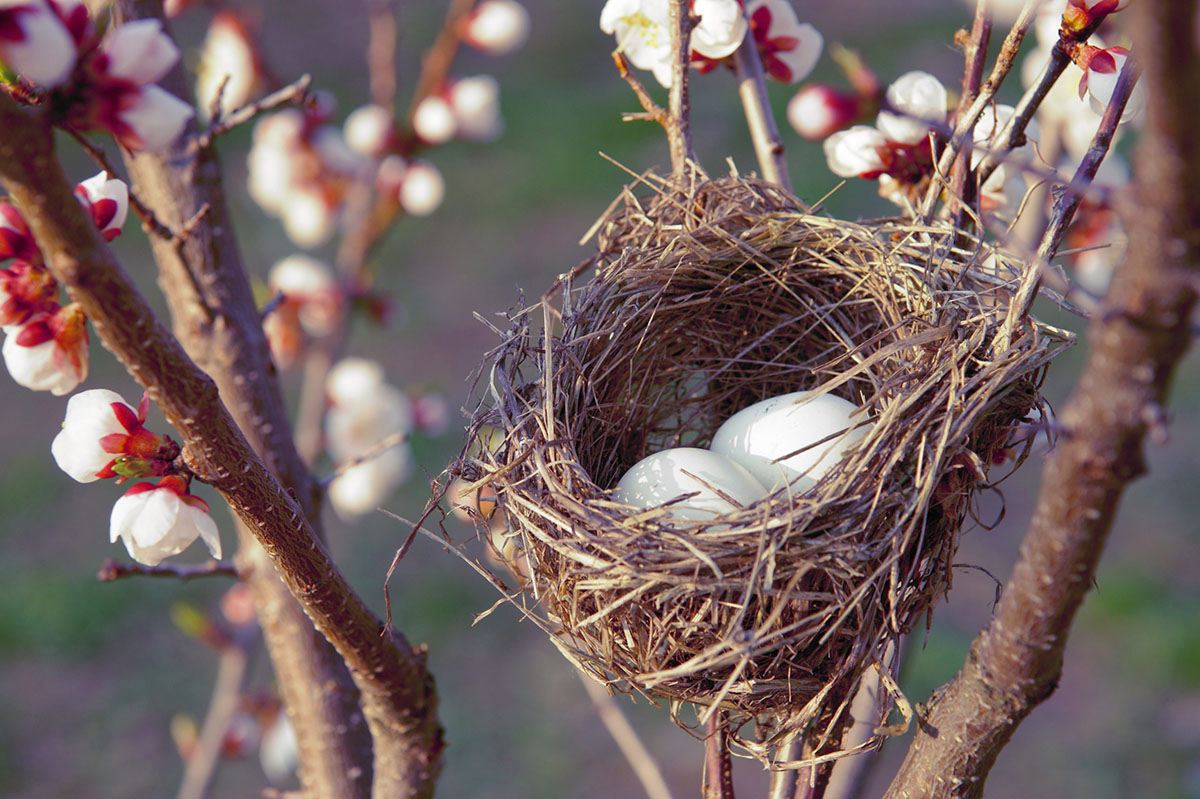 Bird's nest with eggs
