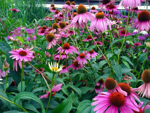 A garden featuring a field of Echinacea flowers