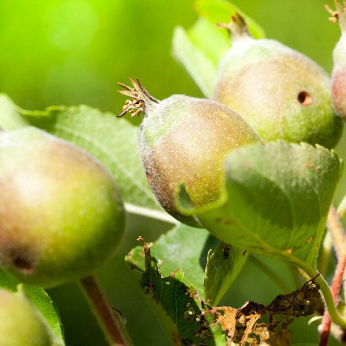 Green fruit on a tree branch