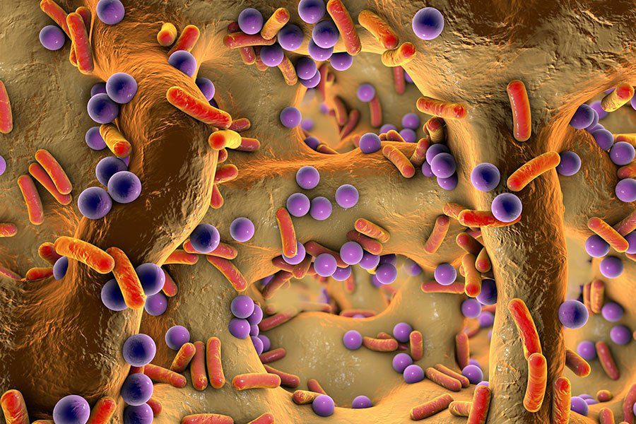 Visual representation of bacteria and viruses present in a cell