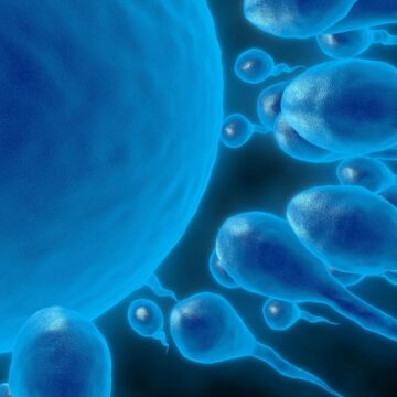Creating a healthy embryo from a healthy egg and sperm