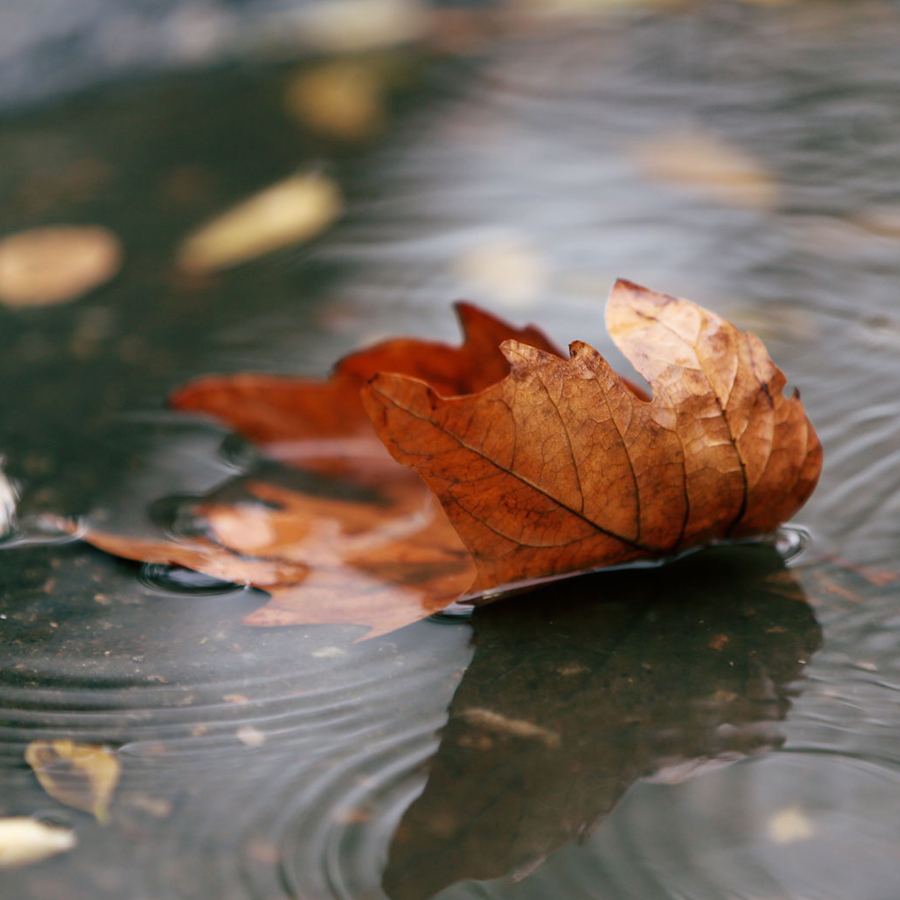 An autumn leaf floating gently on water
