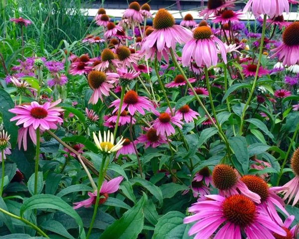 Echinacea