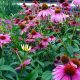 Echinacea