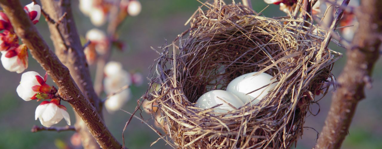 Premature Ovarian Insufficiency